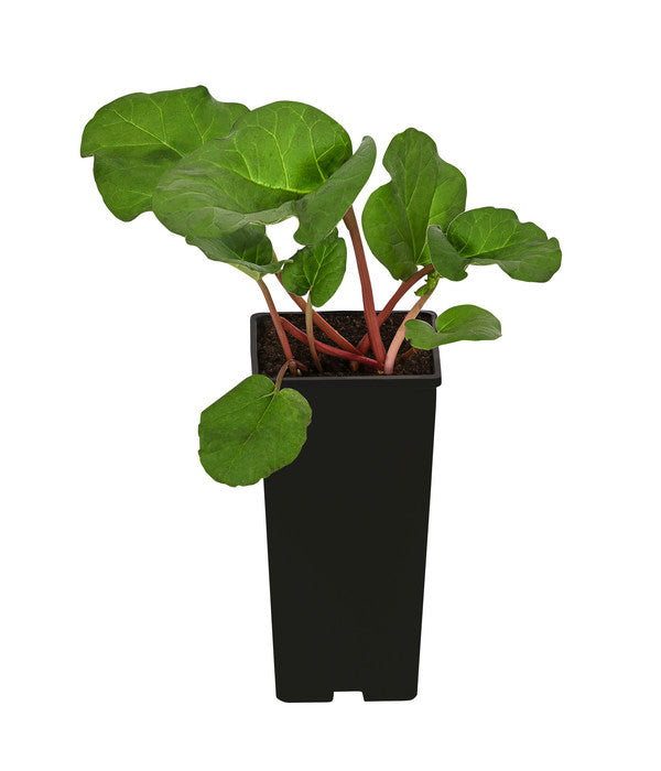 Rhabarber 'Livingstone'