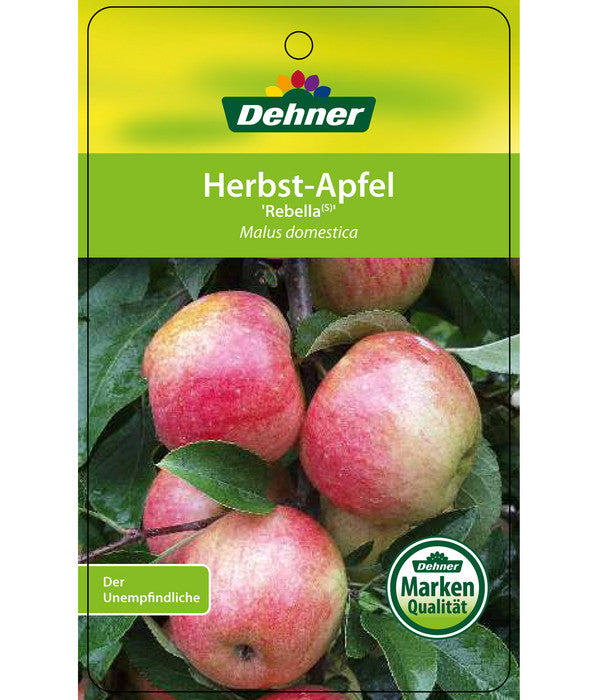  Herbstapfel 'Rebella'