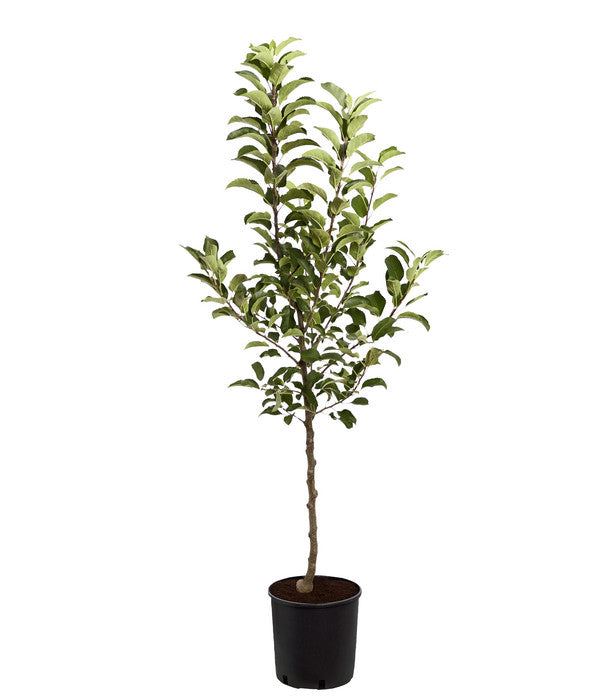  Herbstapfel 'Rebella'