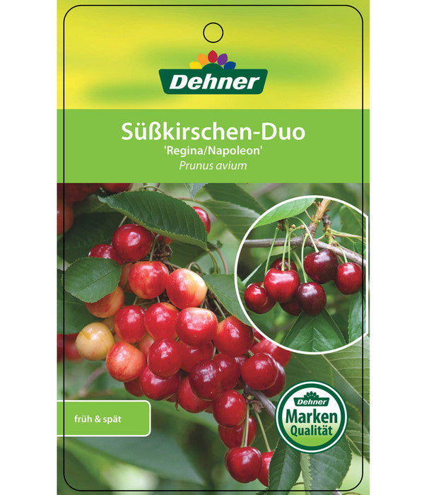  Kirschen-Duo 'Regina/Napoleon'