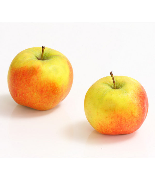  Säulenapfel 'Rondo'