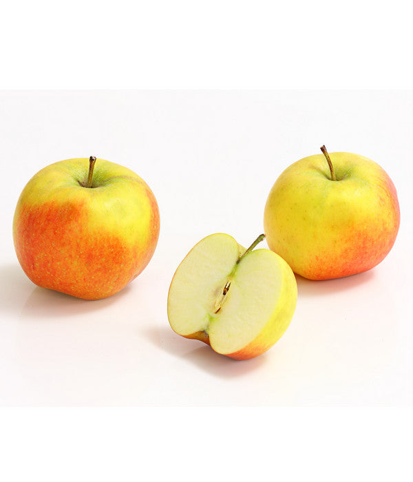  Säulenapfel 'Rondo'