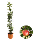  Säulenapfel 'Rondo'