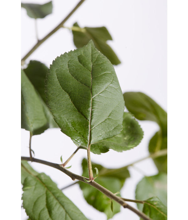  Winterapfel 'Roter Boskoop'