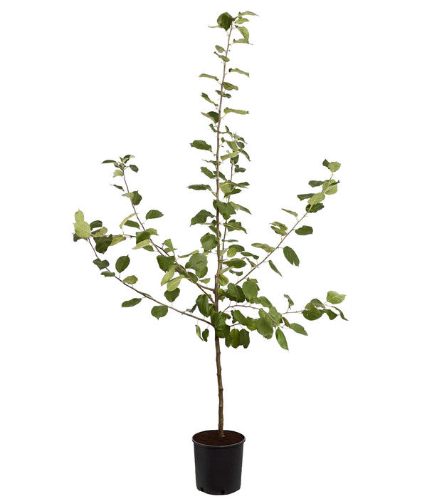  Winterapfel 'Roter Boskoop'