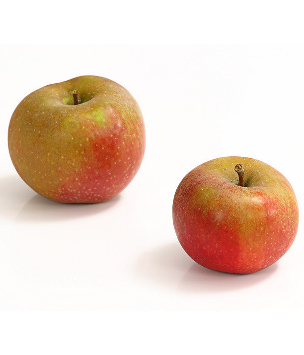  Winterapfel 'Roter Boskoop'