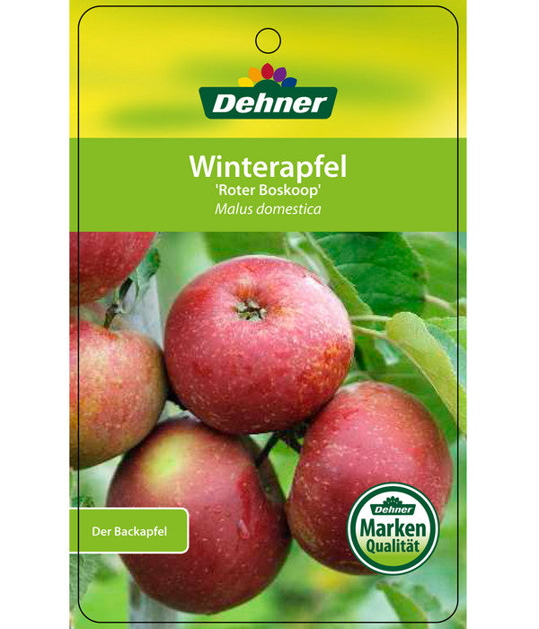 Winterapfel 'Roter Boskoop'