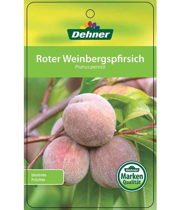  Dehner Pfirsich 'Roter Weinbergpfirsich'