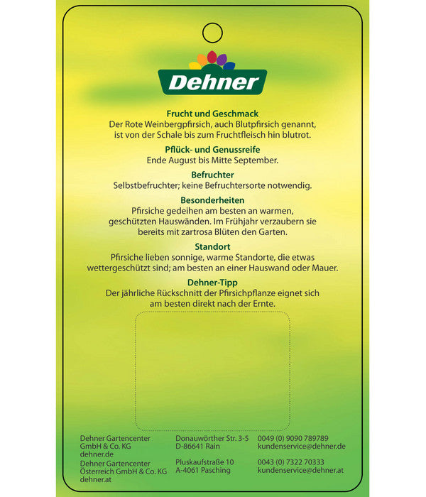  Dehner Pfirsich 'Roter Weinbergpfirsich'
