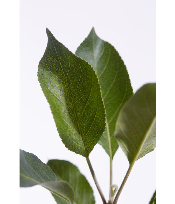  Sommerapfel 'Roter James Grieve'