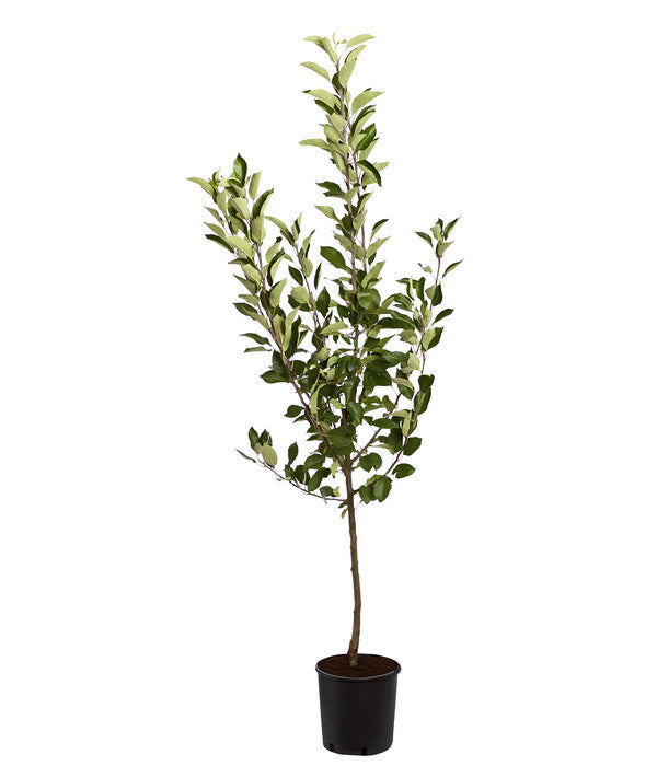  Sommerapfel 'Roter James Grieve'