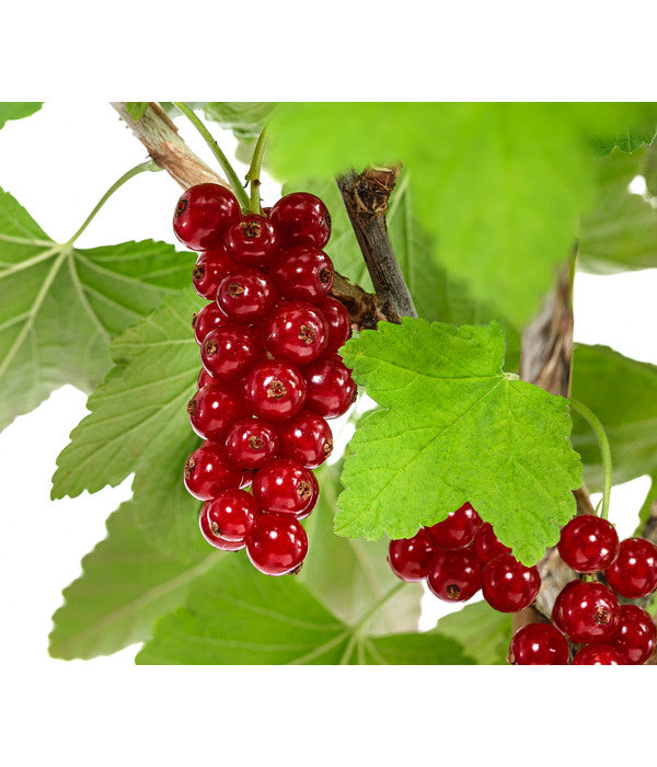  Rote Säulenjohannisbeere
