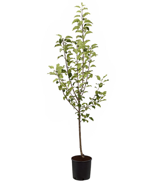  Herbstapfel 'Rubinola'