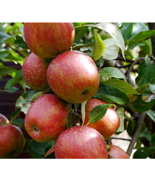  Säulenapfel 'Starcats'
