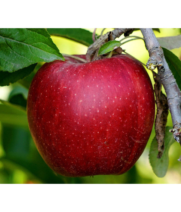  Säulenapfel 'Redcats'