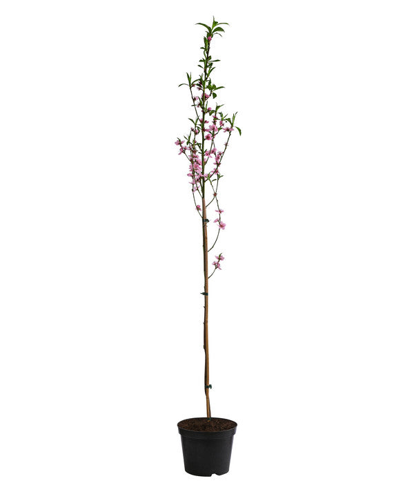  Säulennektarine 'Fantasia'
