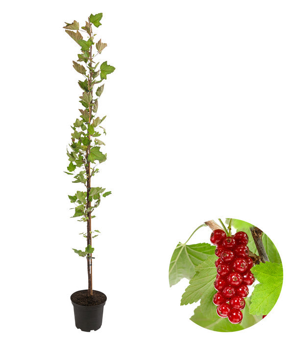  Rote Säulenjohannisbeere