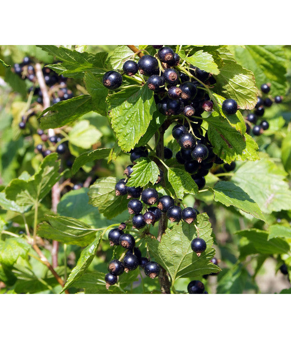  Schwarze Säulenjohannisbeere