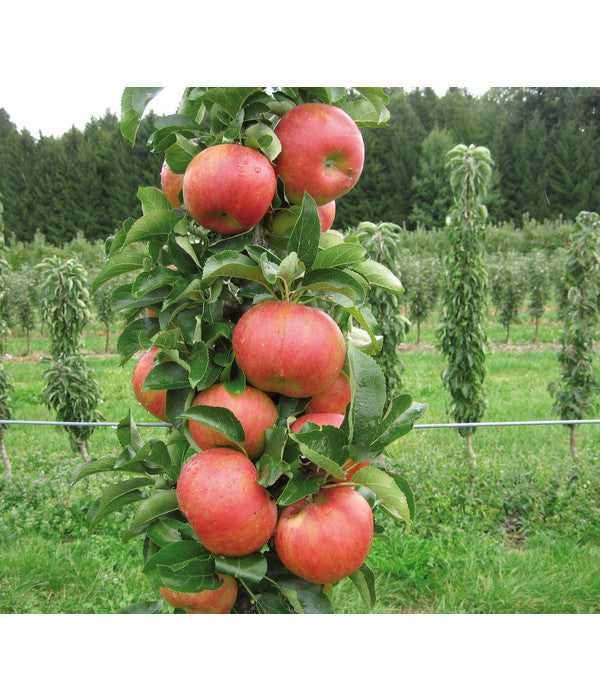  Säulenapfel 'Sonate'