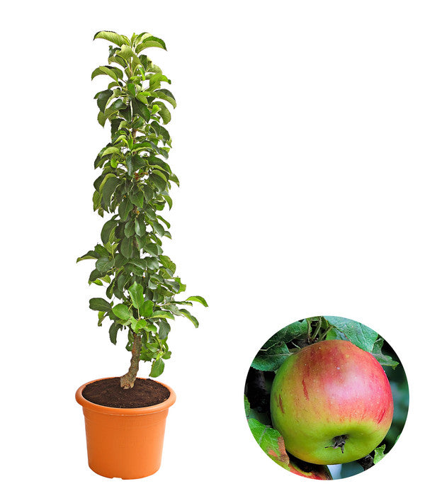  Säulenapfel 'Sonate'