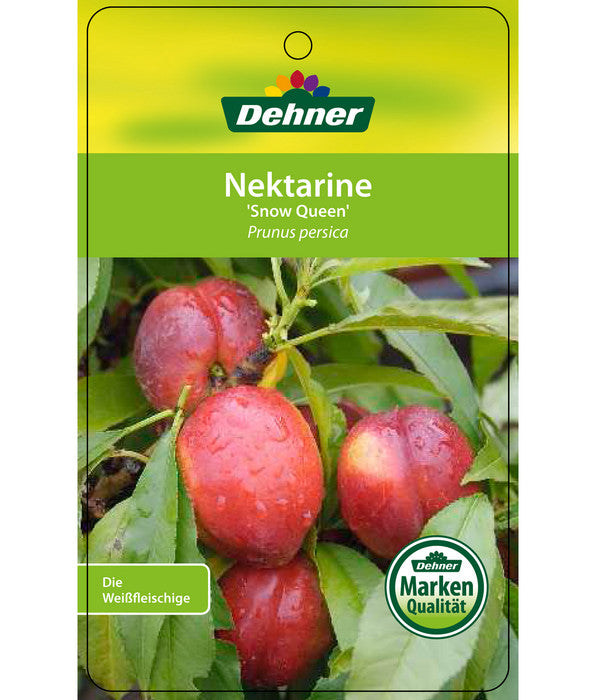  Nektarine 'Snow Queen'