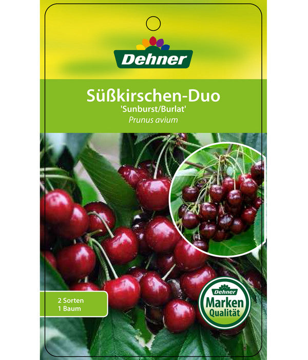  Kirschen-Duo 'Sunburst/Burlat'