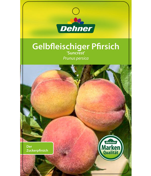  Pfirsich 'Suncrest'