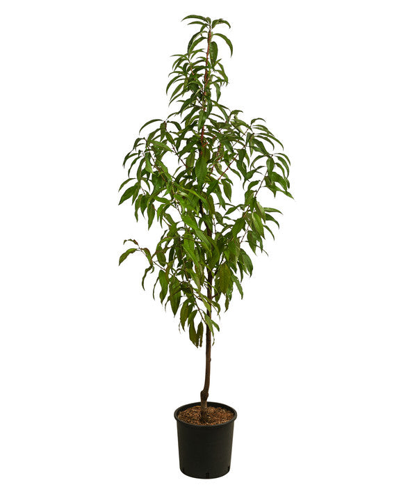  Pfirsich 'Suncrest'