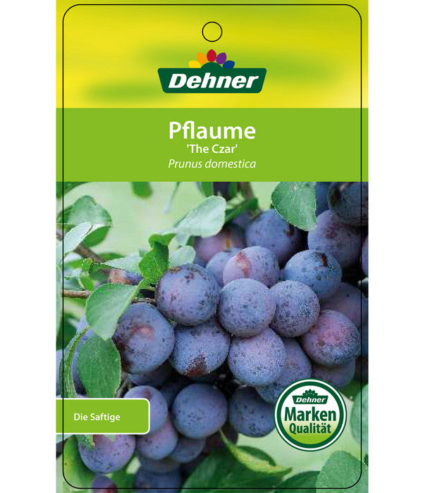  Dehner Pflaume 'The Czar'