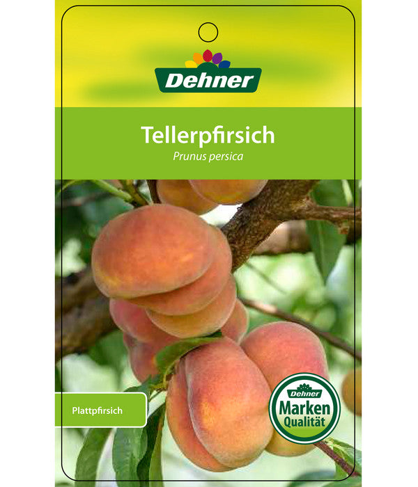  Dehner Tellerpfirsich