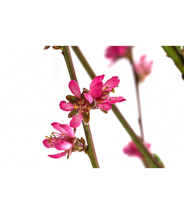  Teller-Nektarine 'Honey®'