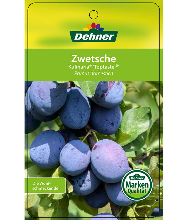  Zwetschge 'Kulinaria-Toptaste'