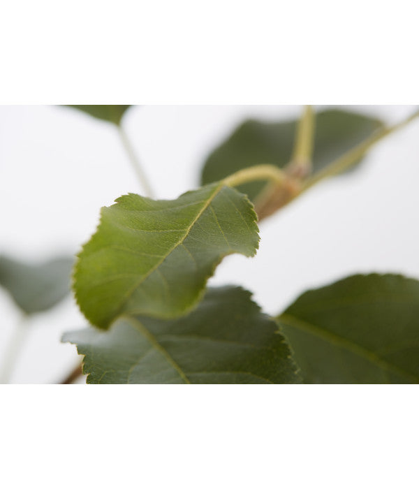  Herbstapfel 'Topaz'