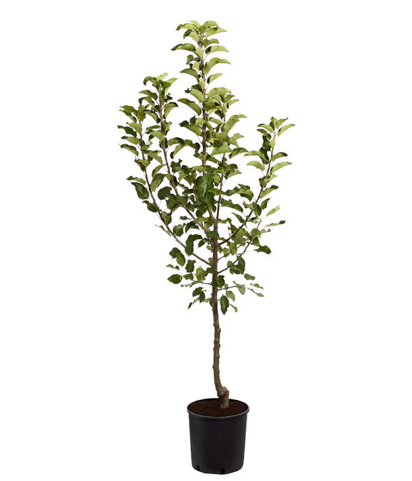  Herbstapfel 'Topaz'