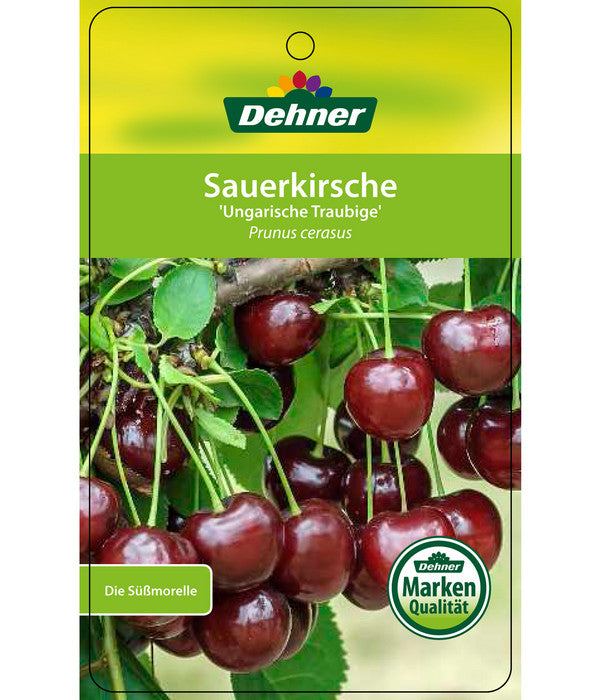  Sauerkirsche 'Ungarische Traubige', Busch
