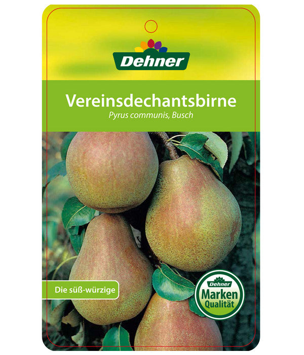  Herbstbirne 'Vereinsdechant'