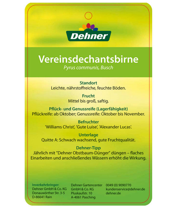  Herbstbirne 'Vereinsdechant'