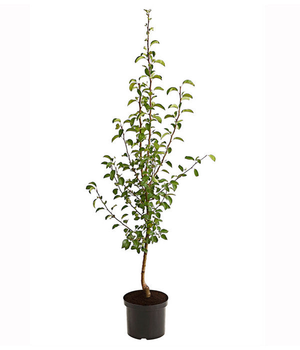  Herbstbirne 'Vereinsdechant'