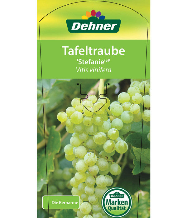 Tafeltraube 'Stefanie'