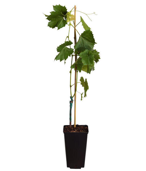  Tafeltraube 'Georg'