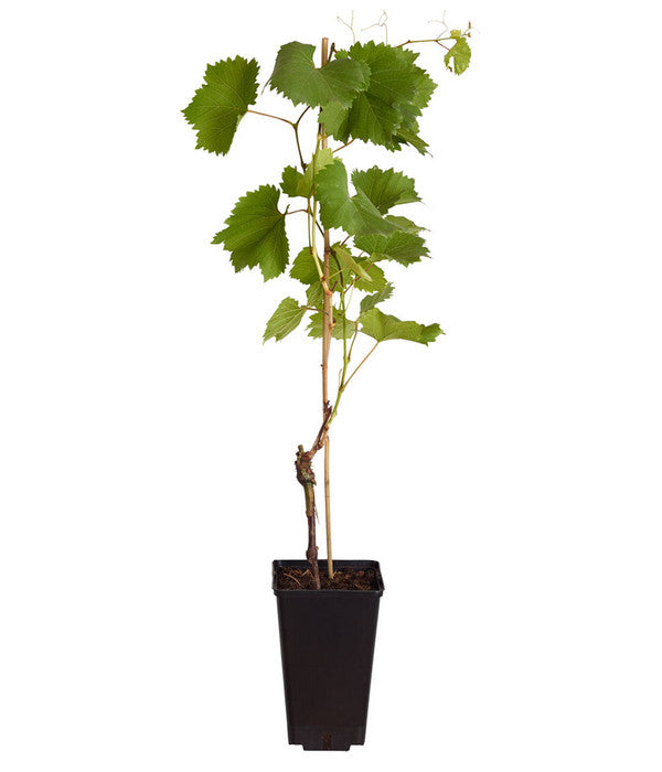  Tafeltraube 'Stefanie'