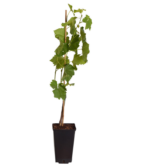  Tafeltraube 'Vanessa'
