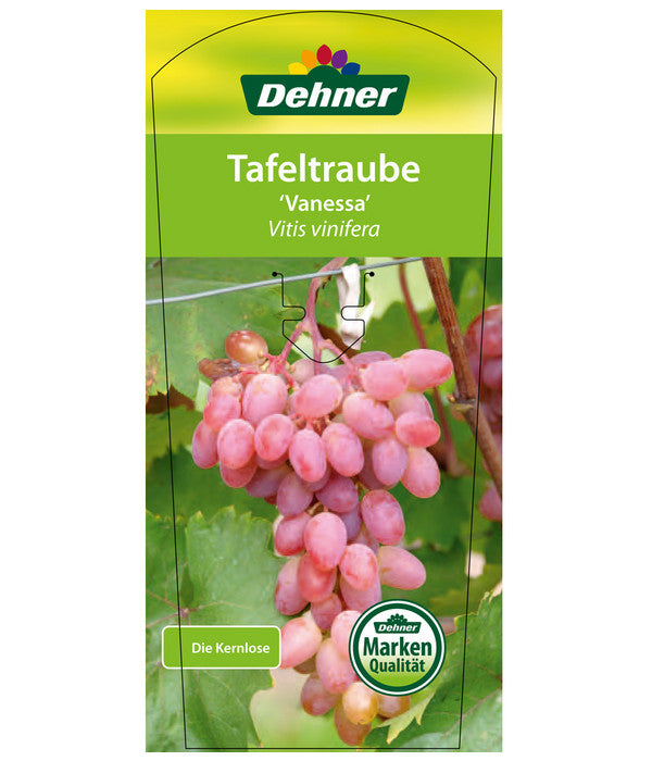  Tafeltraube 'Vanessa'