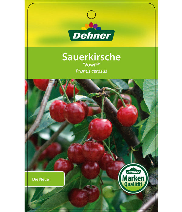  Sauerkirsche 'Vowi'