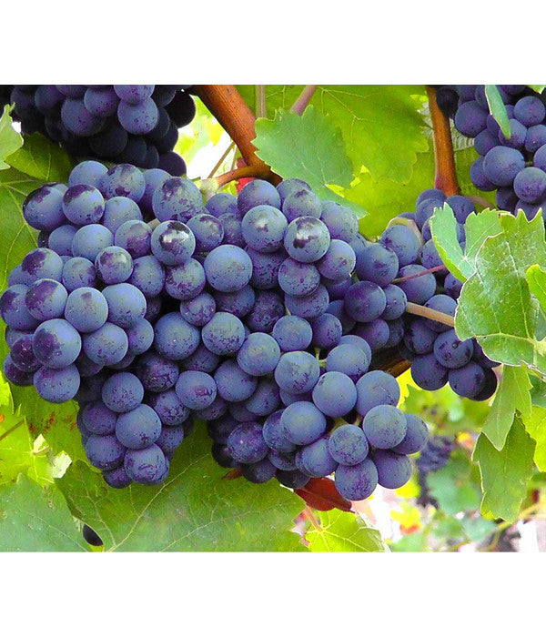 Dehner Gourmet Garten Tafeltraube 'Muscat Blue'