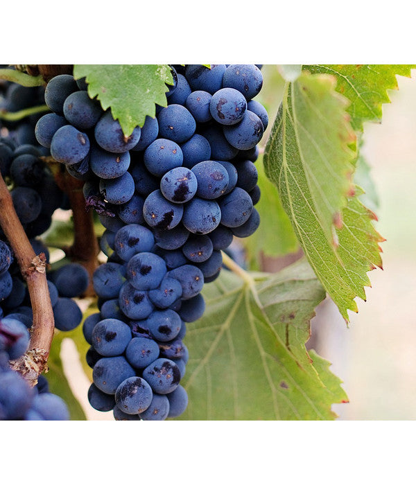  Dehner Gourmet Garten Tafeltraube 'Muscat Blue'