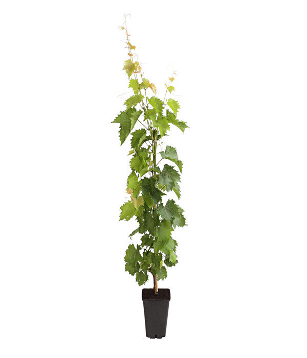  Dehner Gourmet Garten Tafeltraube 'Muscat Blue'
