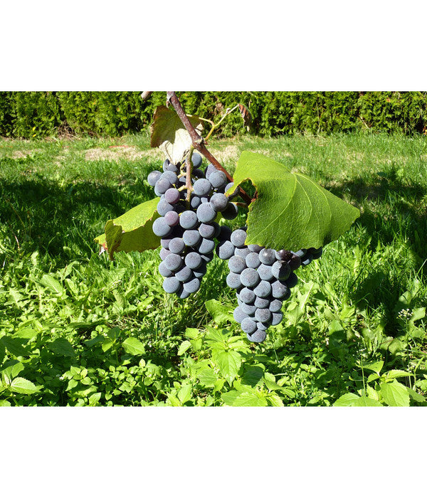  Dehner Gourmet Garten Tafeltraube 'Muscat Blue'