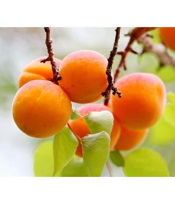  Zwergaprikose 'Orange Beauty'