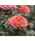  Edelrose 'Chippendale®'